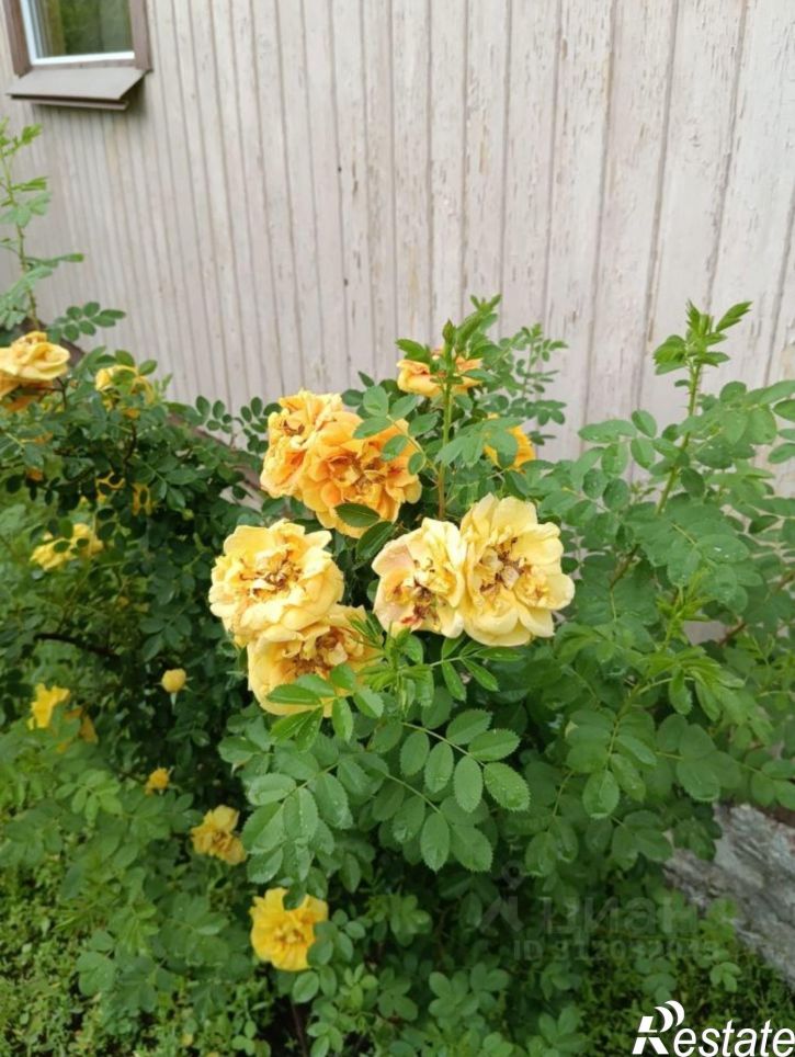 Коттедж/дом