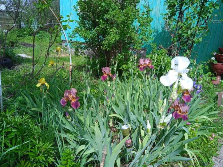 Коттедж/дом СНТ Стрела