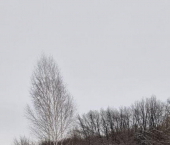 земля 15 сот 