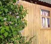 коттедж 32 кв м СНТ Ягодка, 142