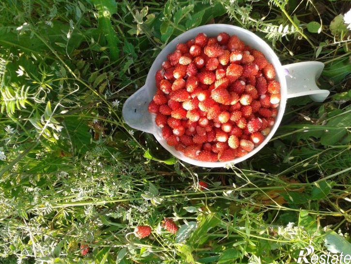 Земельный участок Архангельский район