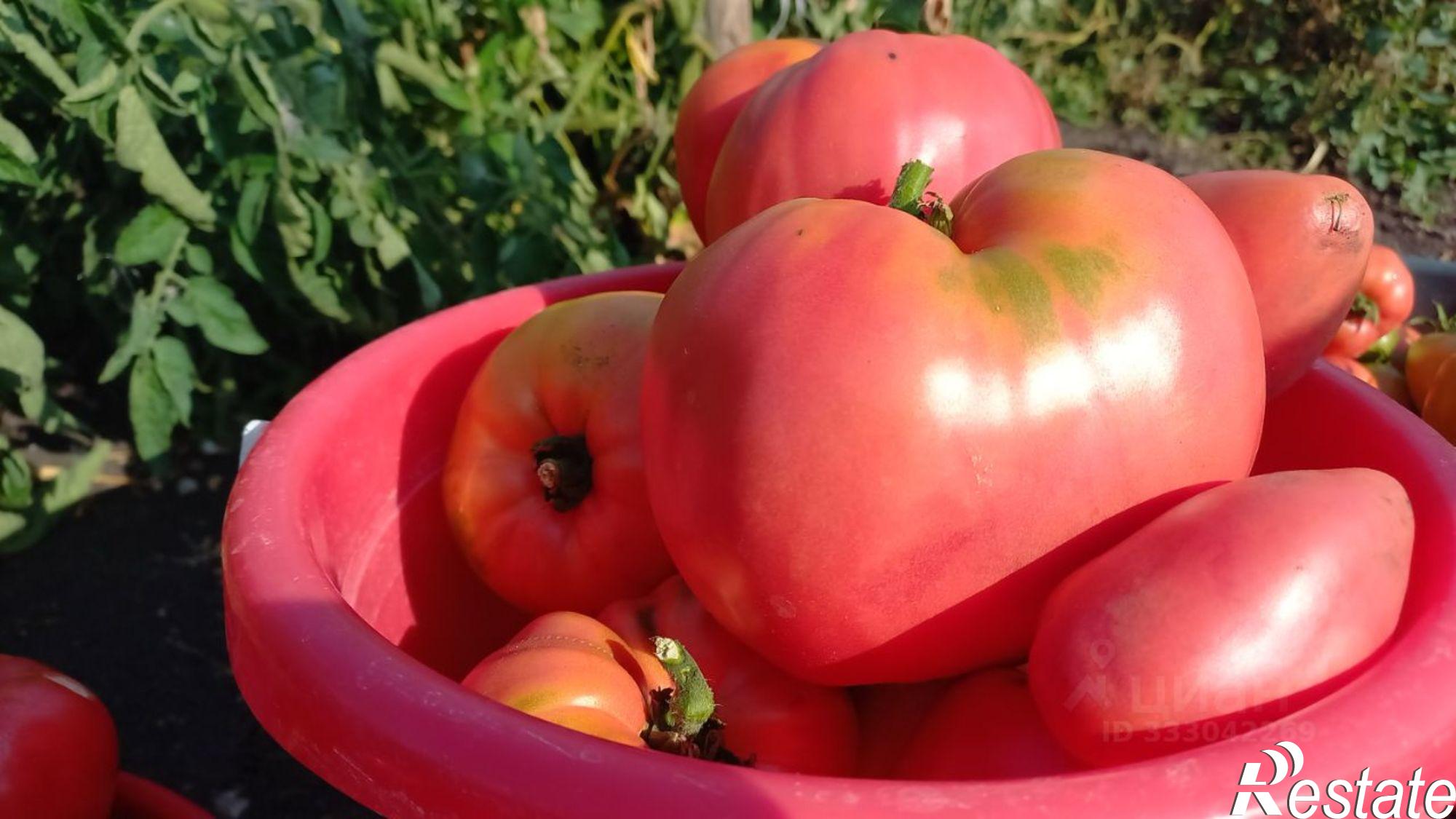 Купить дачу, дом, коттедж за 1 350 000 рублей